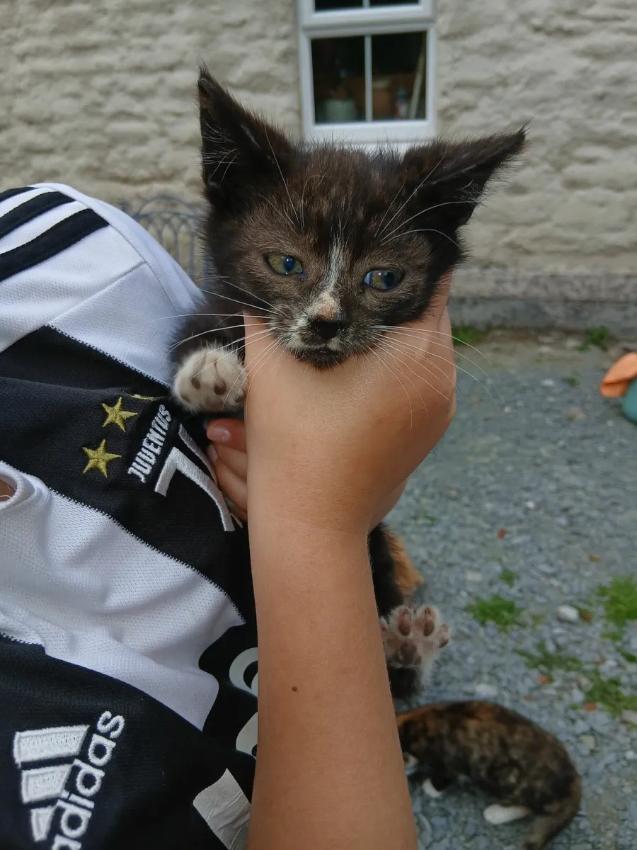 Kittens for rehoming - Image 2