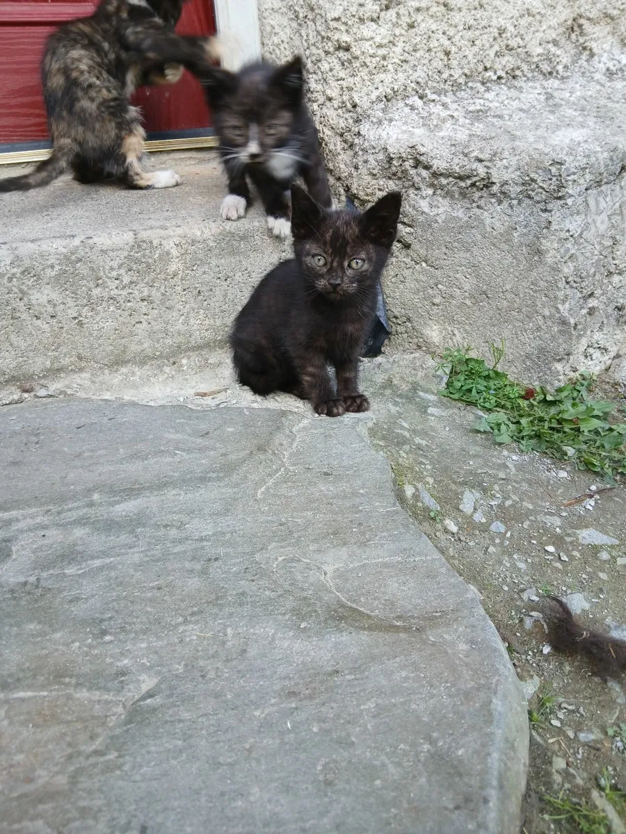 Kittens for rehoming - Image 3