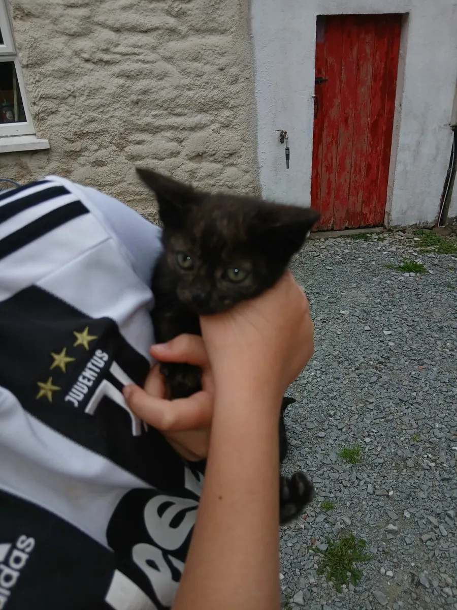 Kittens for rehoming - Image 4