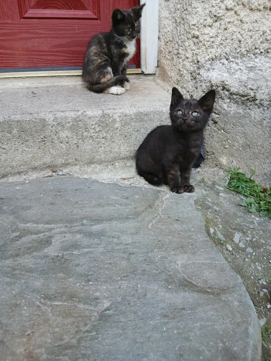 Kittens for rehoming - black male left only - Image 3