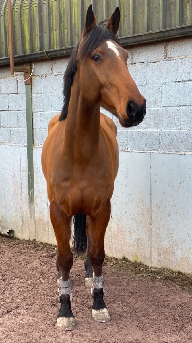 Allrounder Gelding - Image 4