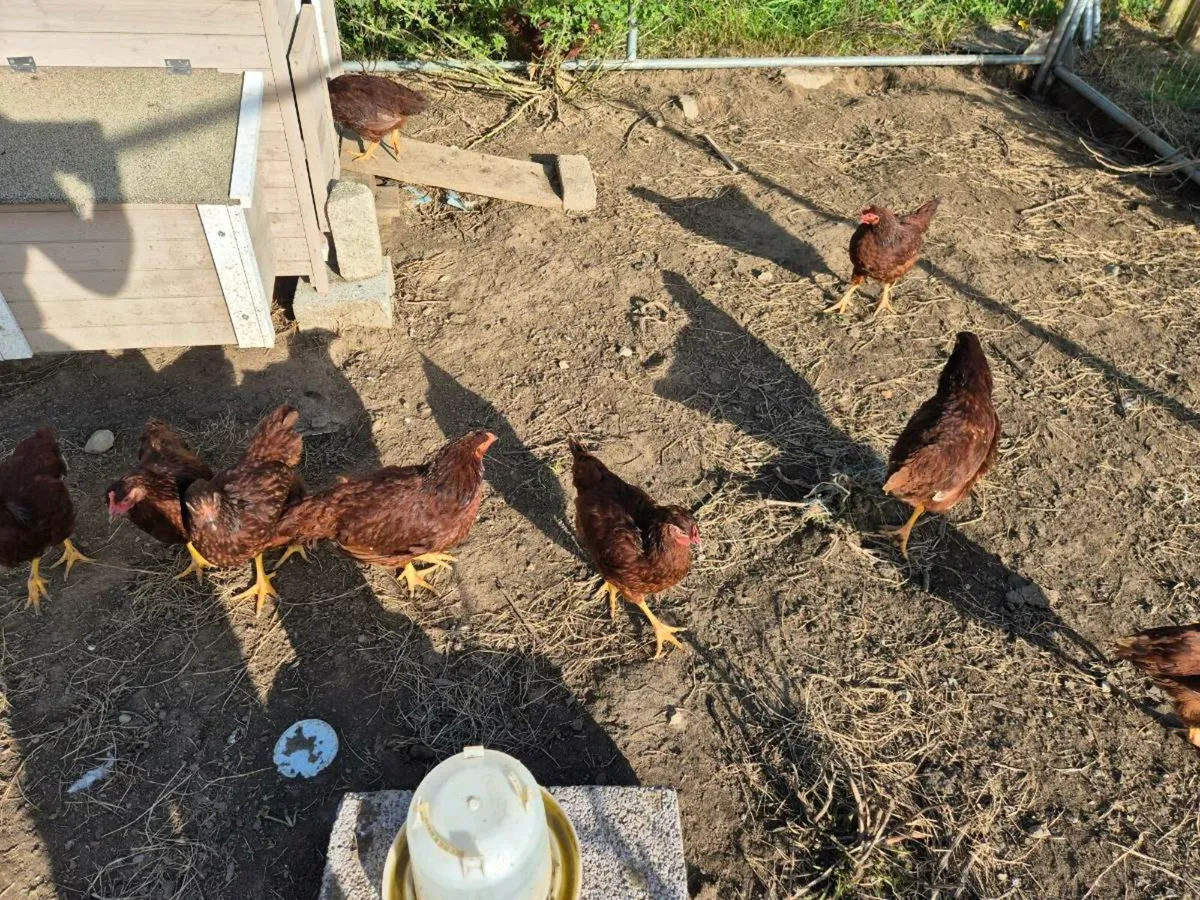 Poultry - Image 1
