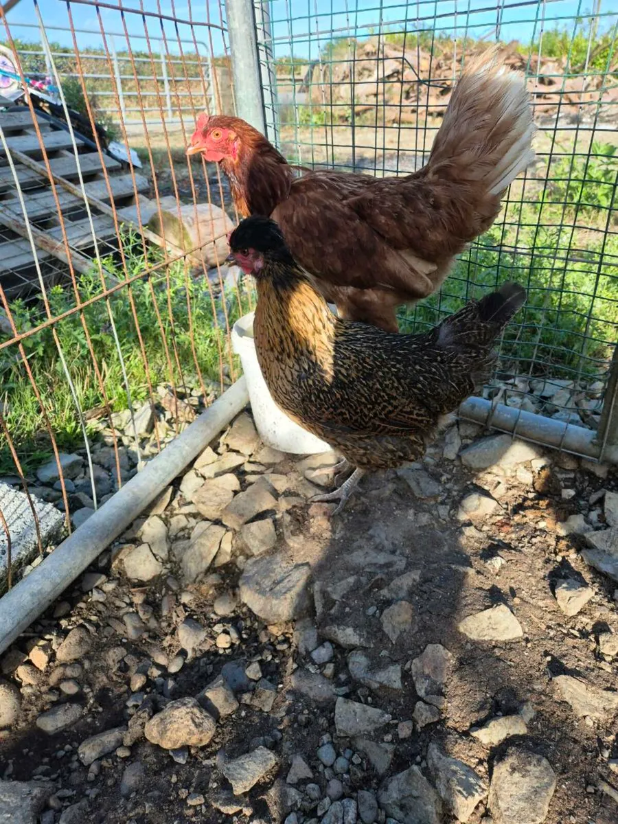 Poultry - Image 3