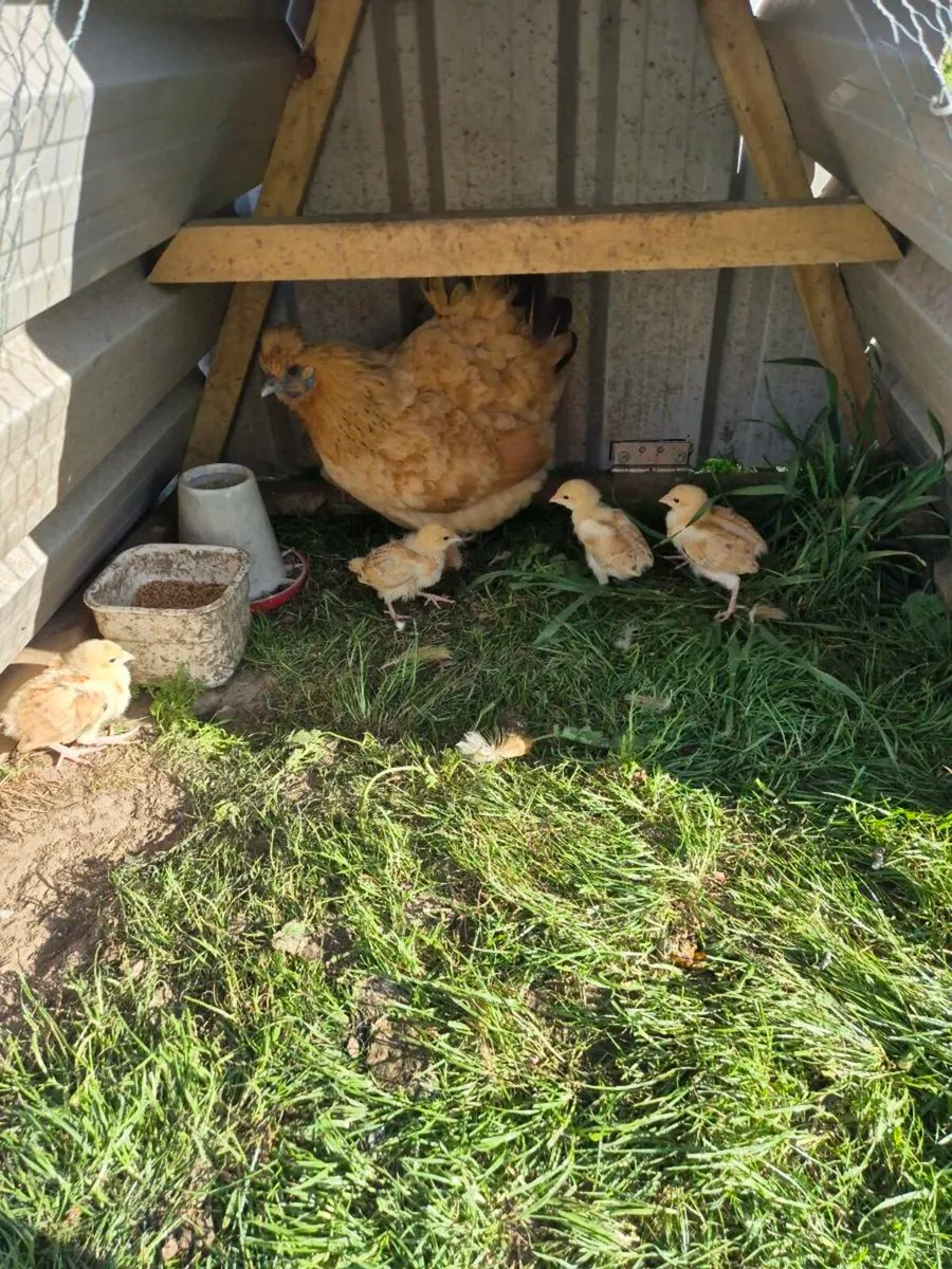 Poultry - Image 4
