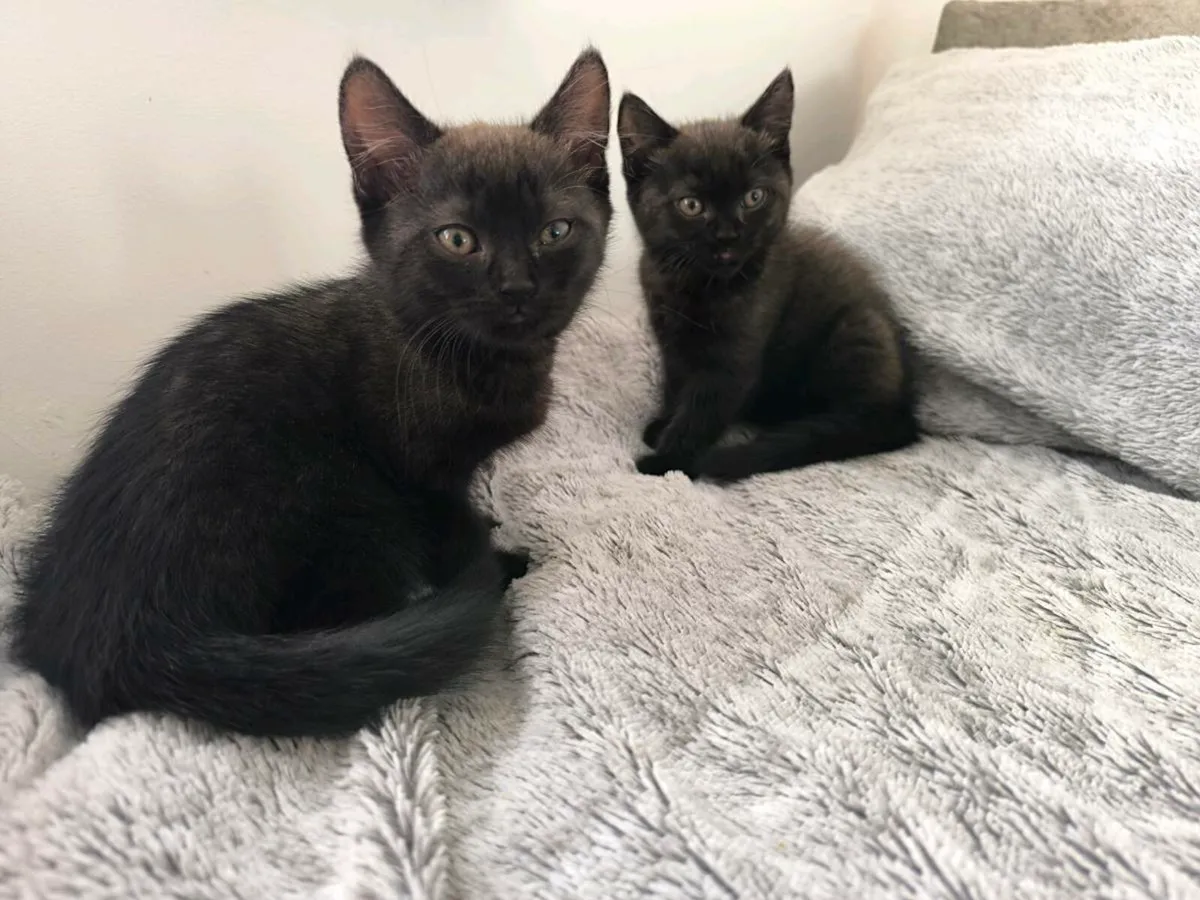 Kittens - Image 1