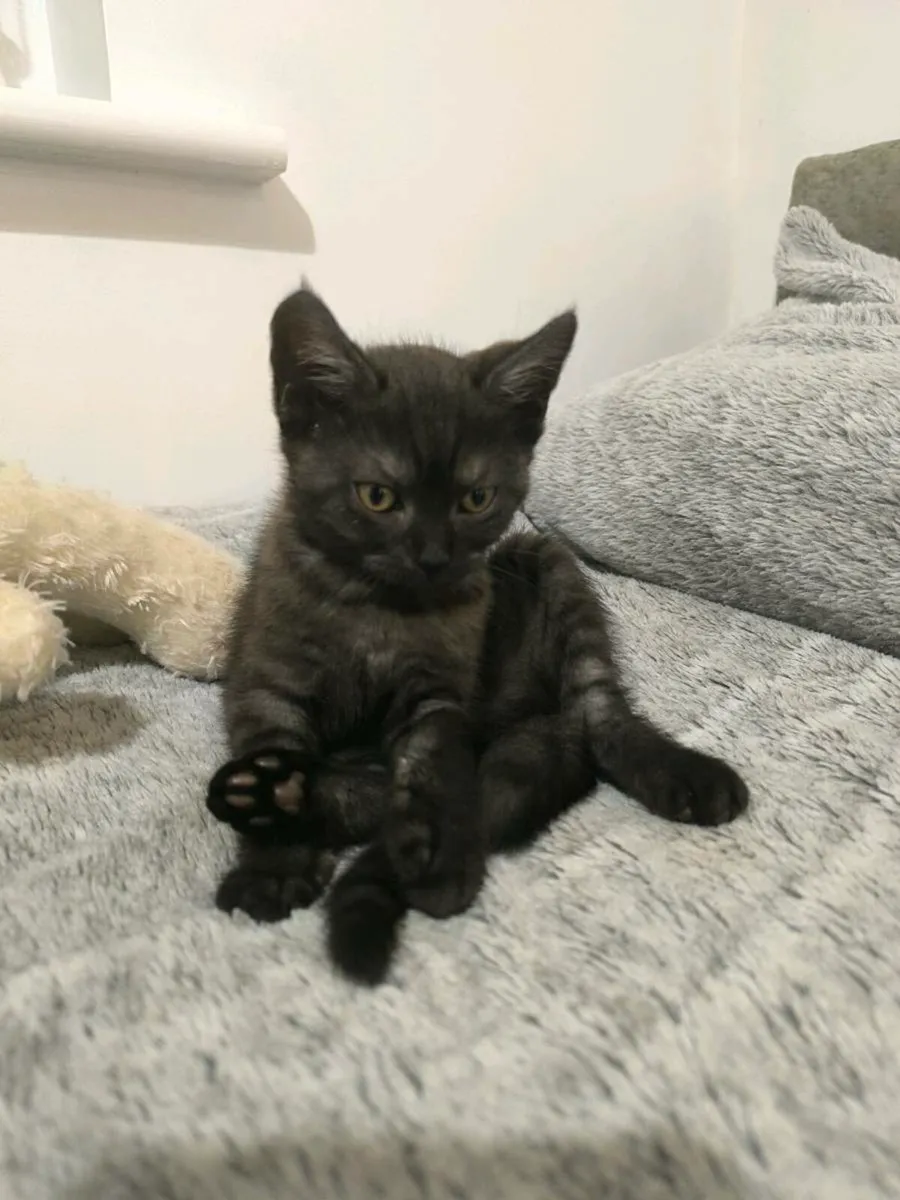 Kittens - Image 2
