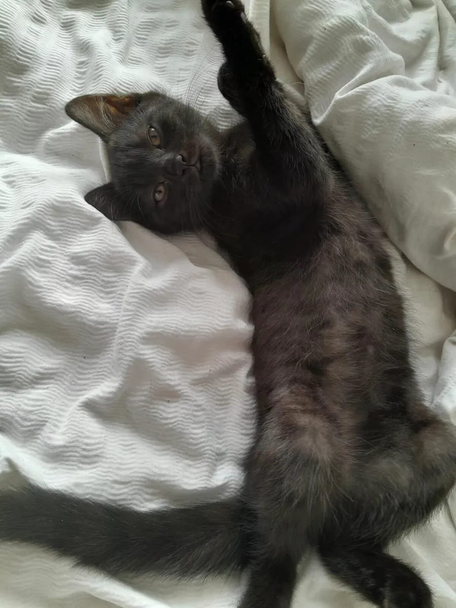 Kittens - Image 3
