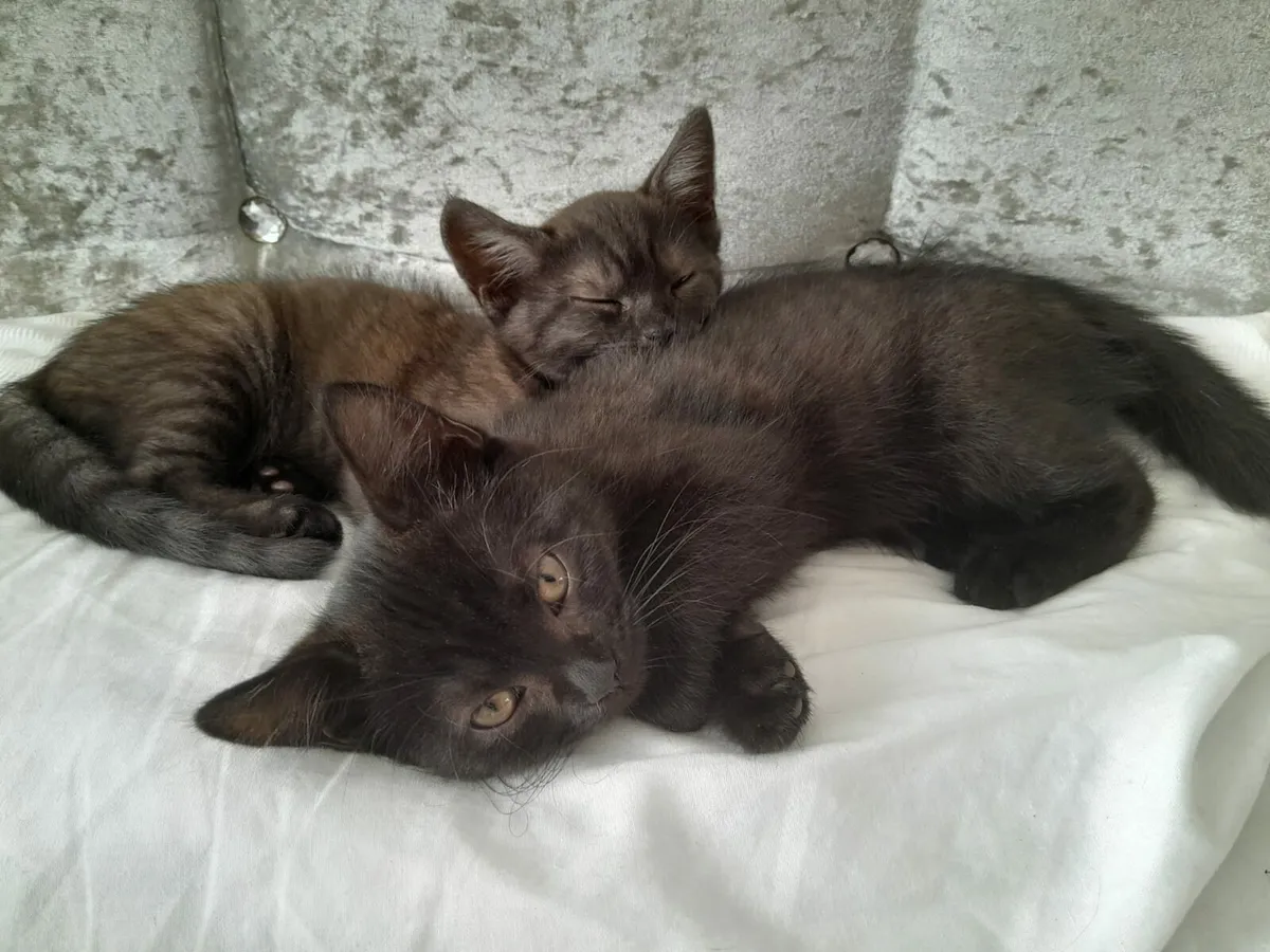 Kittens - Image 4