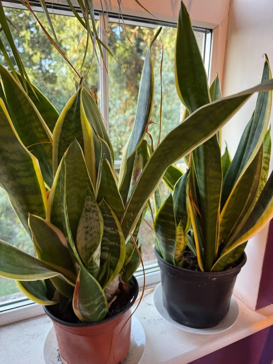 House plants - Image 1