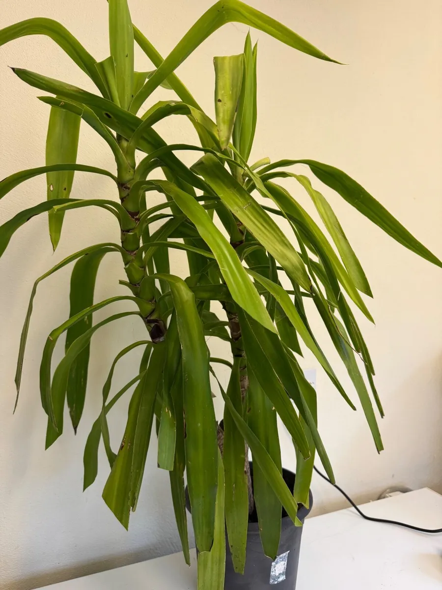 House plants - Image 2