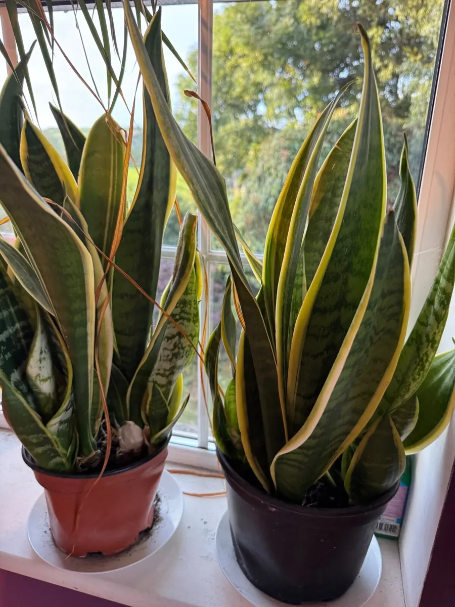 House plants - Image 3