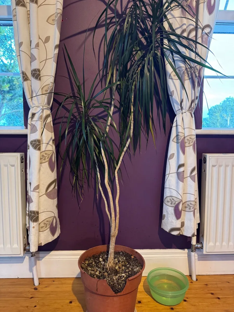 House plants - Image 4
