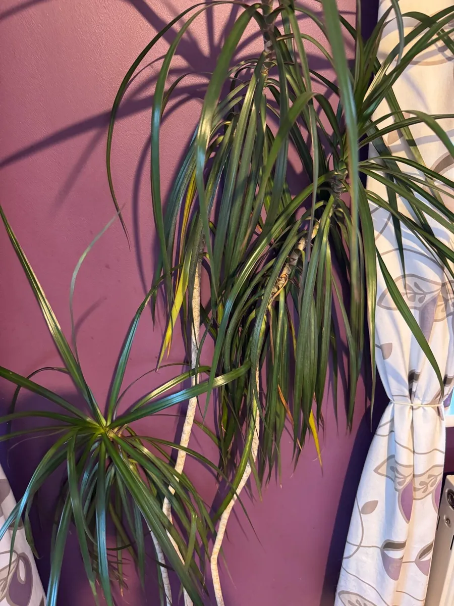 House plants - Image 3
