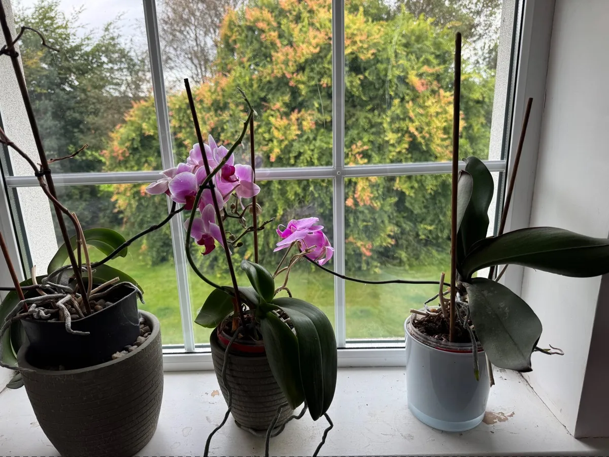 House plants - Image 4