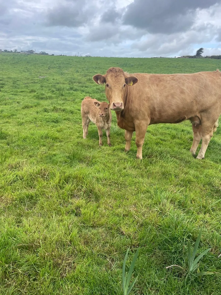 Heifer with calf at foot - Image 1
