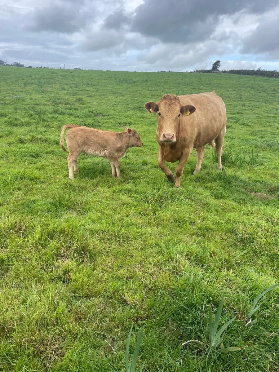Heifer with calf at foot - Image 2