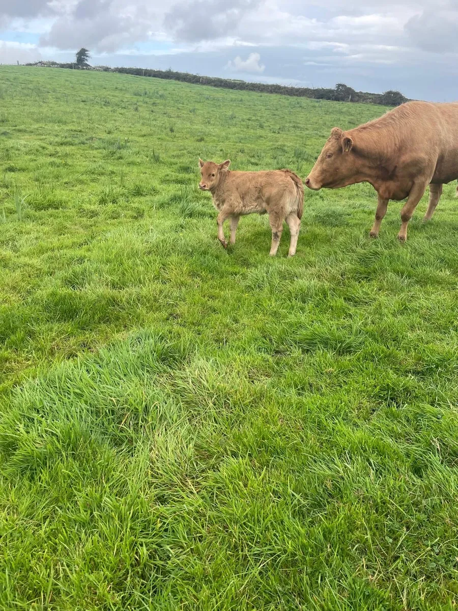 Heifer with calf at foot - Image 3