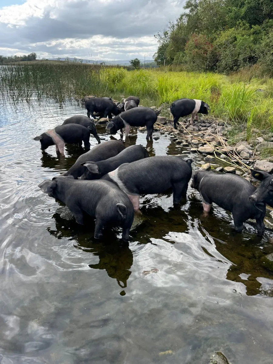 Saddleback pigs - Image 1