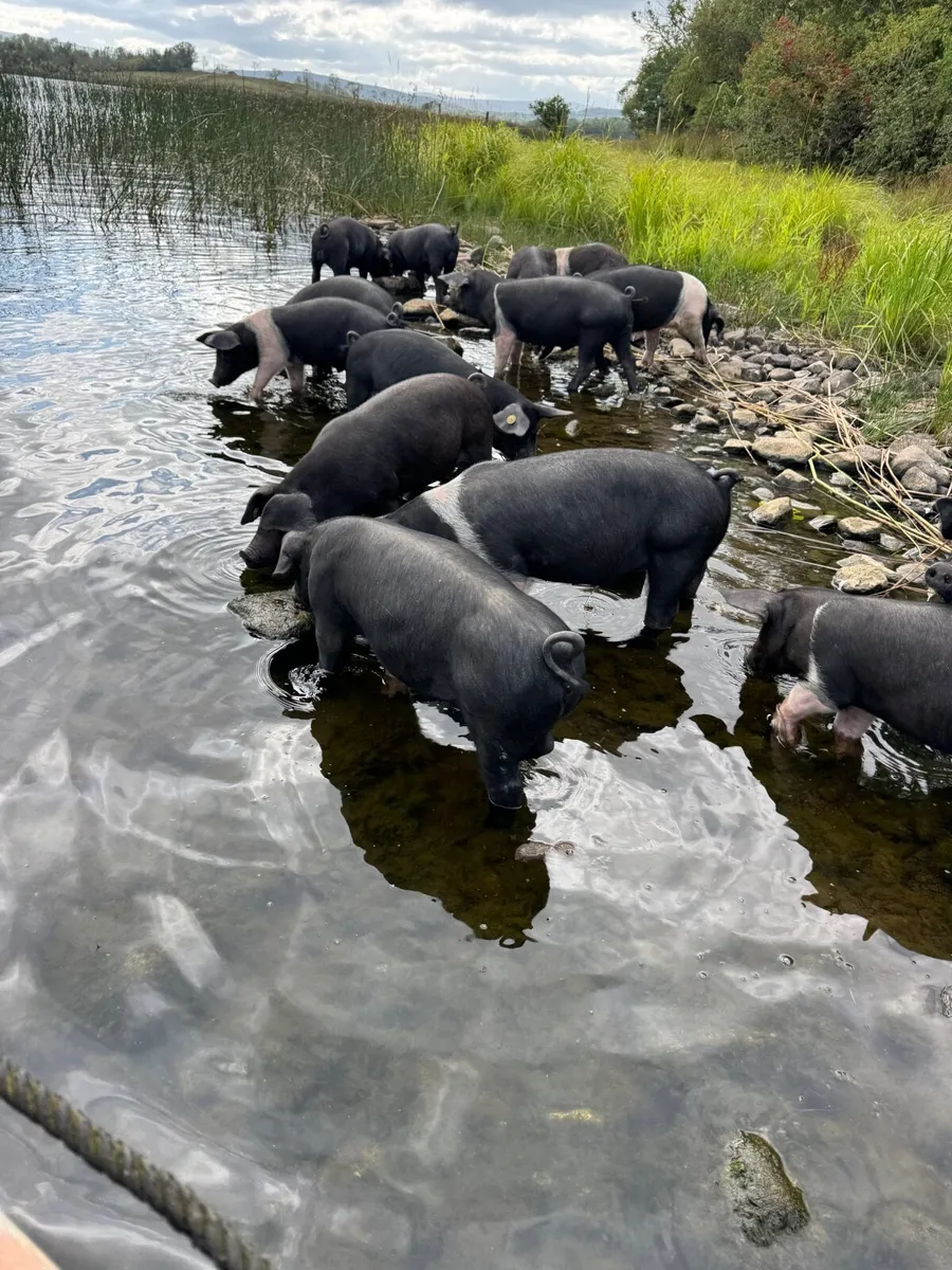 Saddleback pigs - Image 2