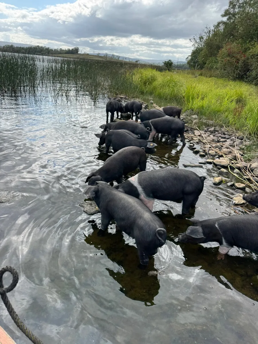 Saddleback pigs - Image 3