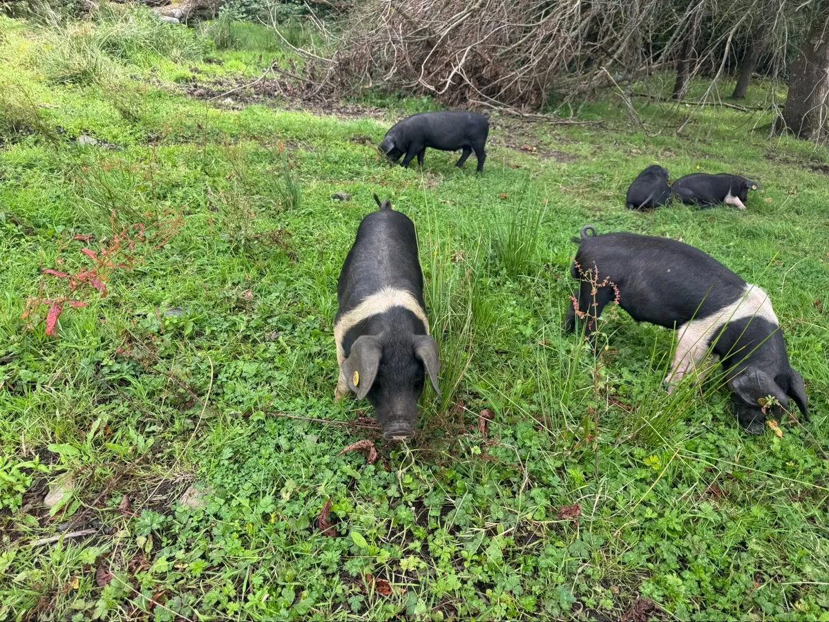 Saddleback pigs - Image 4