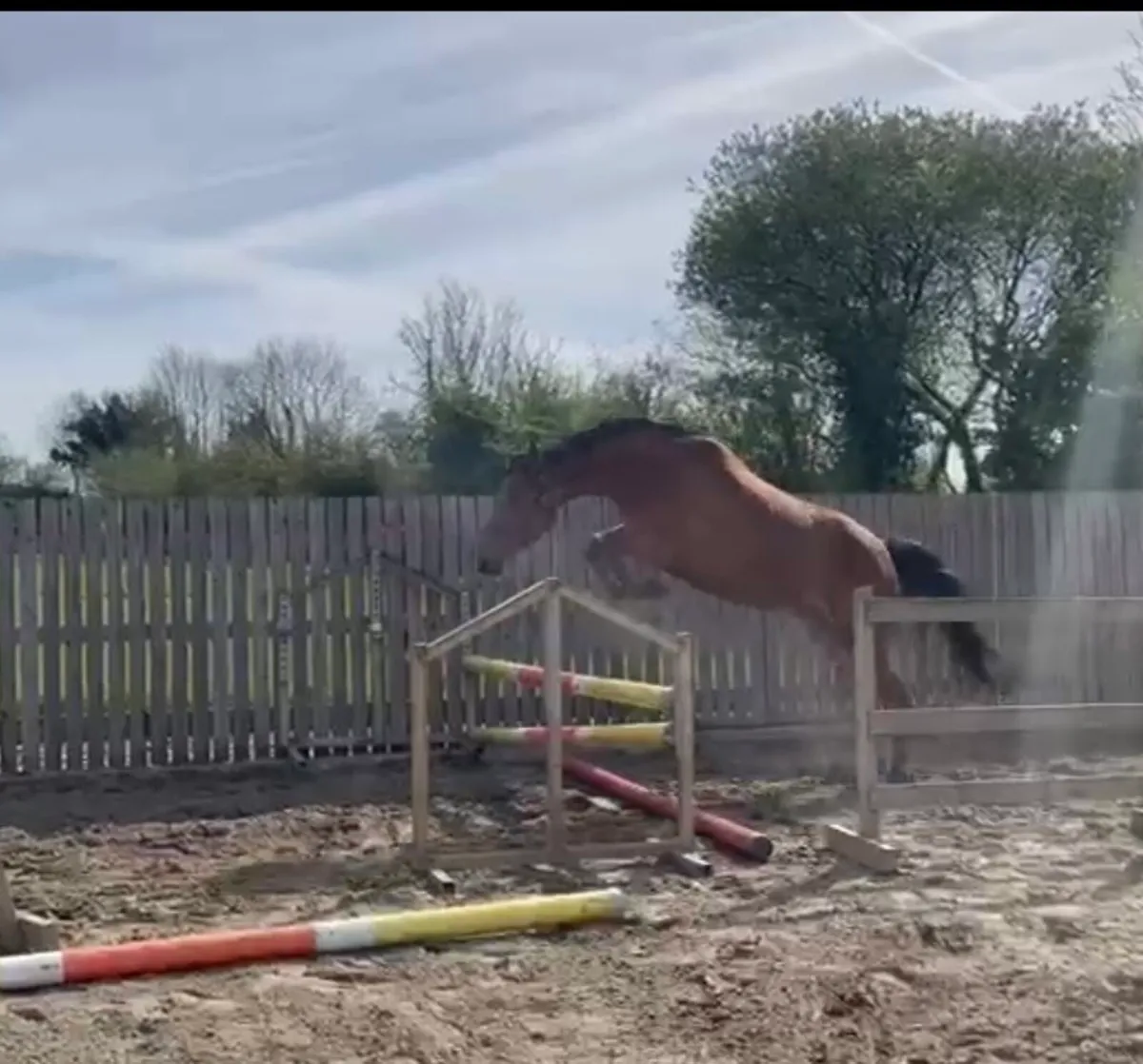 3yrs TIH filly - Image 3