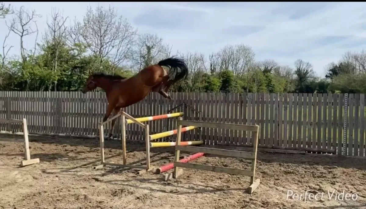 3yrs TIH filly - Image 4