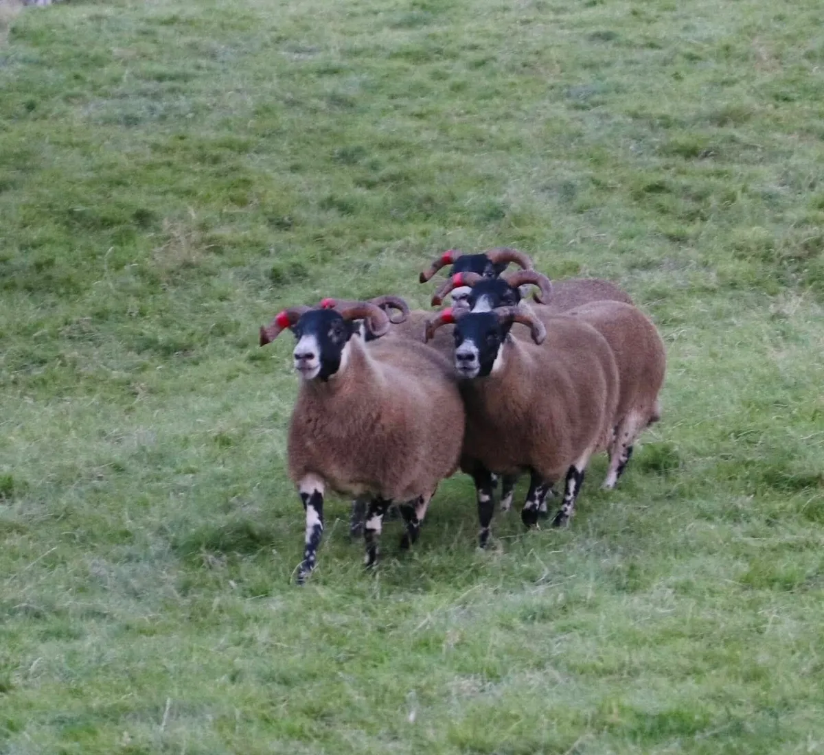 West of Ireland Lanark Sale - Image 3
