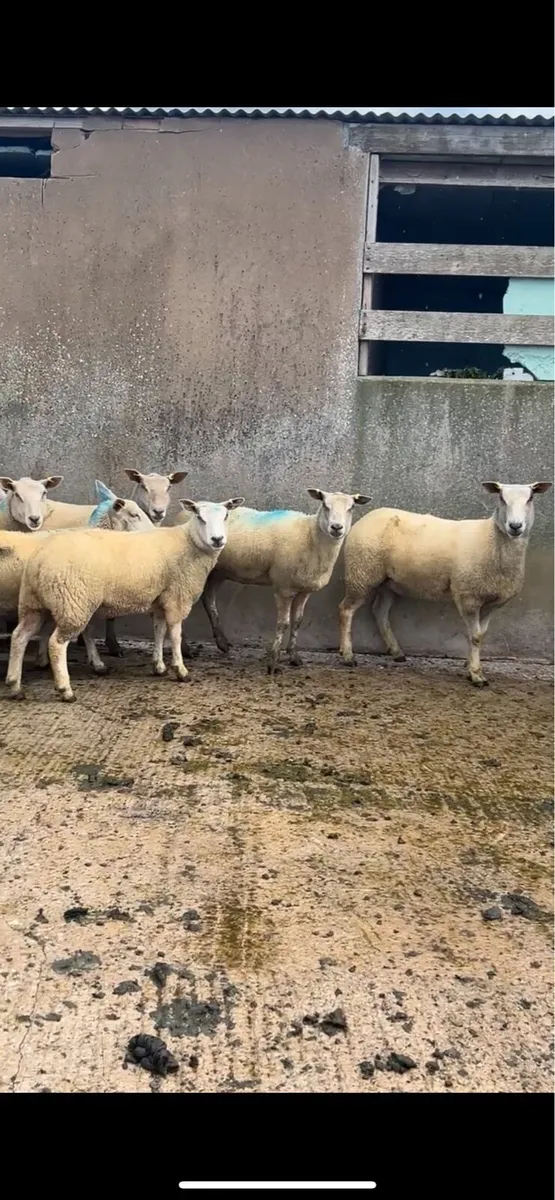 12 PBNR Charolais Hoggets - Image 1
