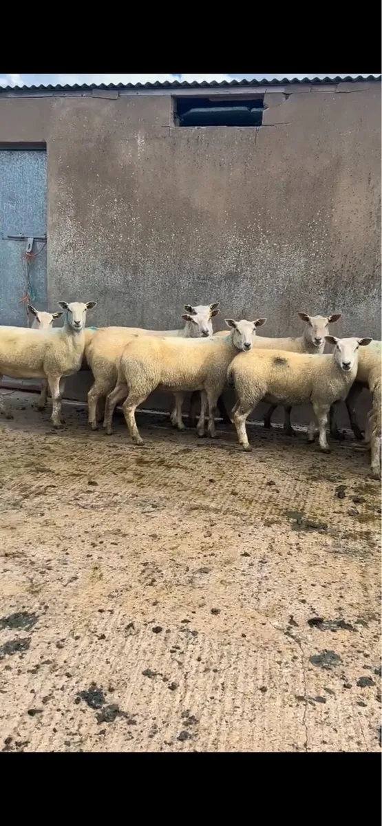 12 PBNR Charolais Hoggets - Image 2