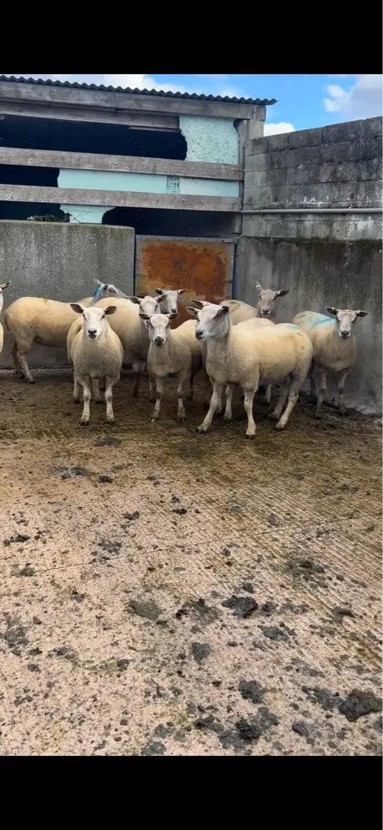 12 PBNR Charolais Hoggets - Image 3