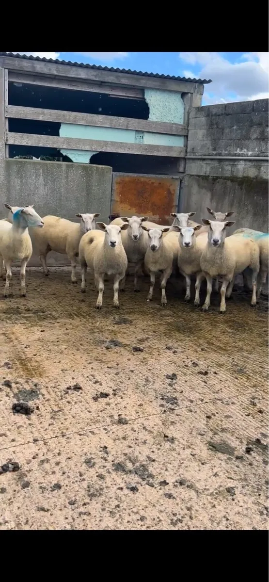 12 PBNR Charolais Hoggets - Image 4