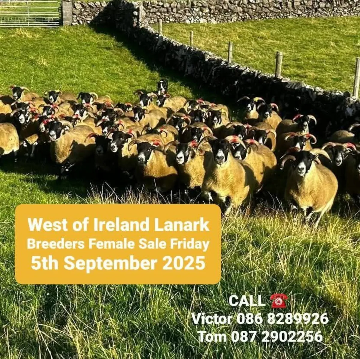 West of Ireland Lanark Sale - Image 1