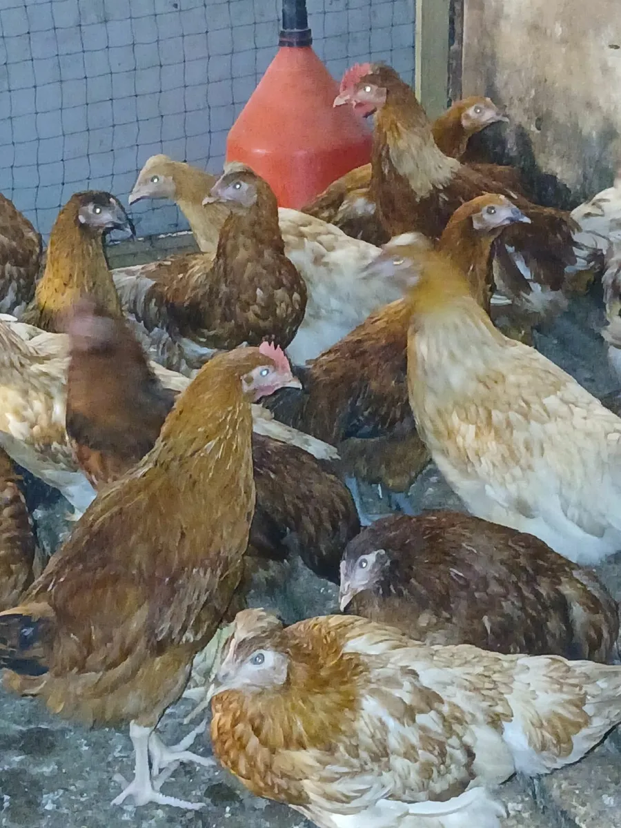 Hybrid pullets hens - Image 1