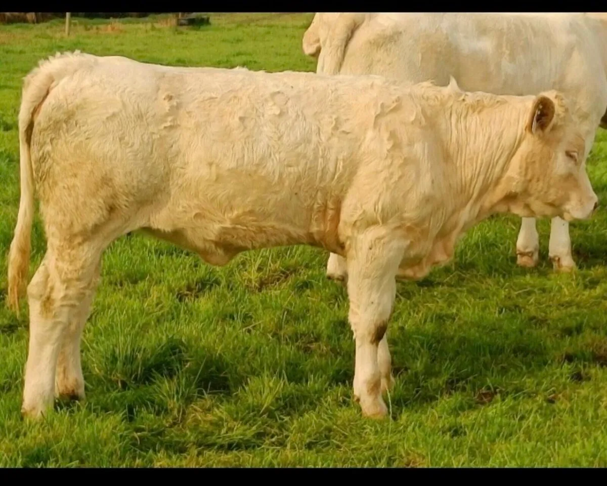 Gort Mart: Thursday 28th August - Image 2