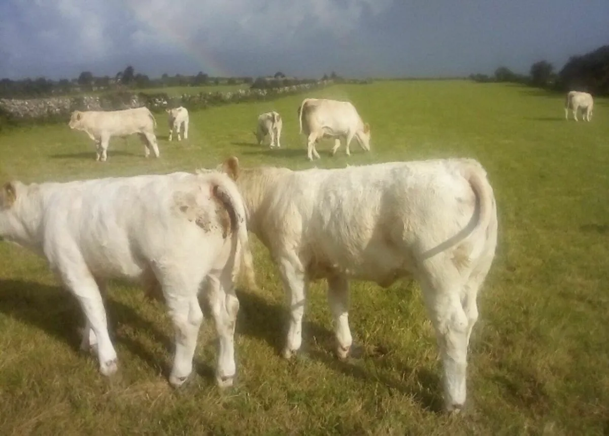 Gort Mart: Thursday 28th August - Image 4