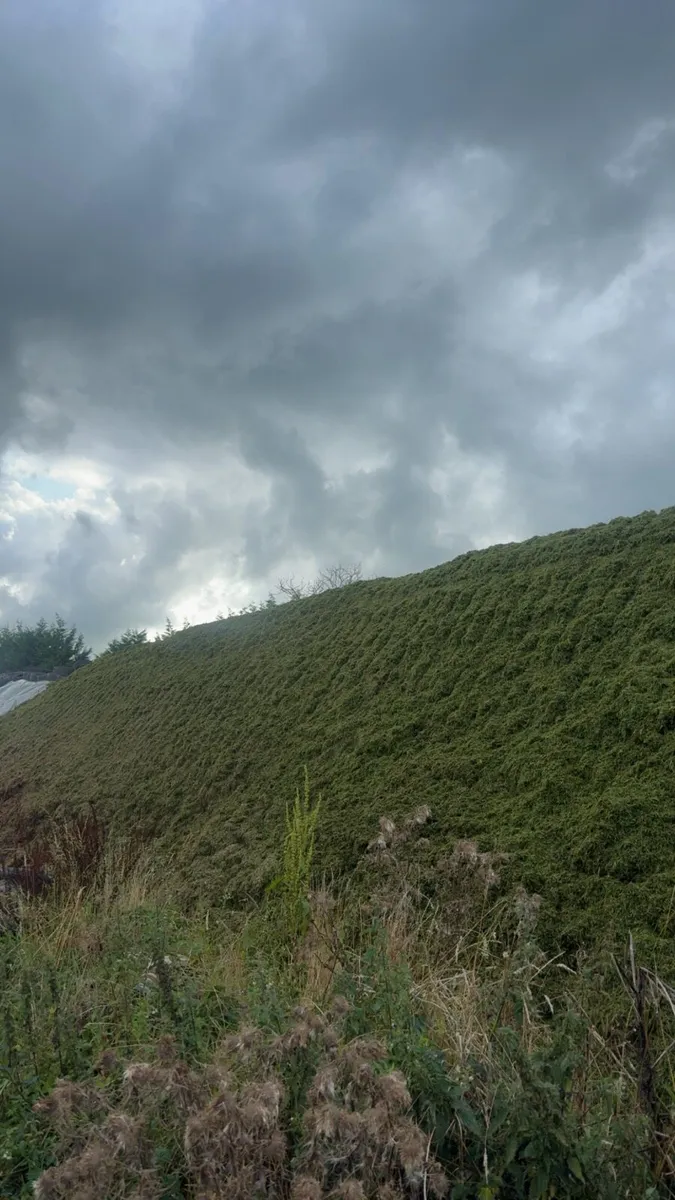 Pit silage - Image 2