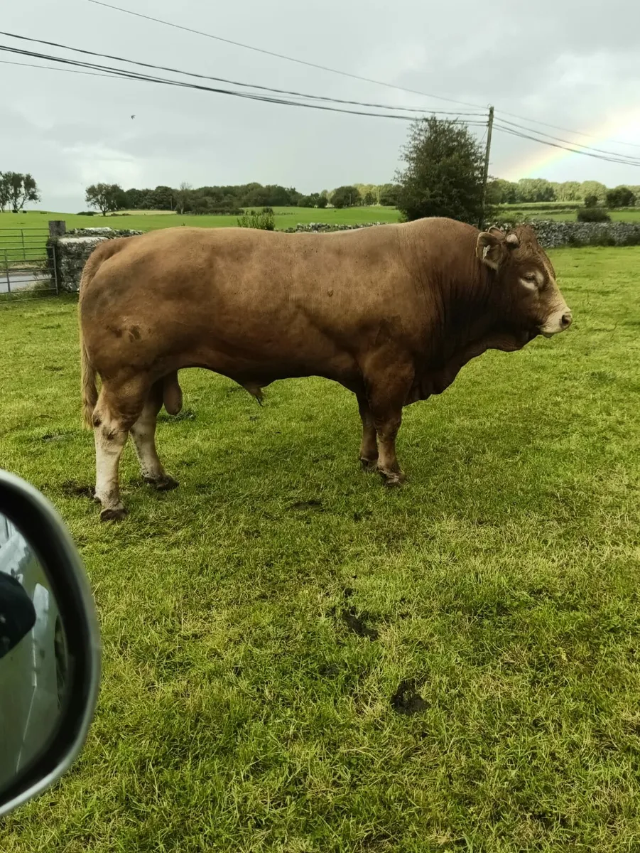 Pedigree Limousin Bull For Sale - Image 1