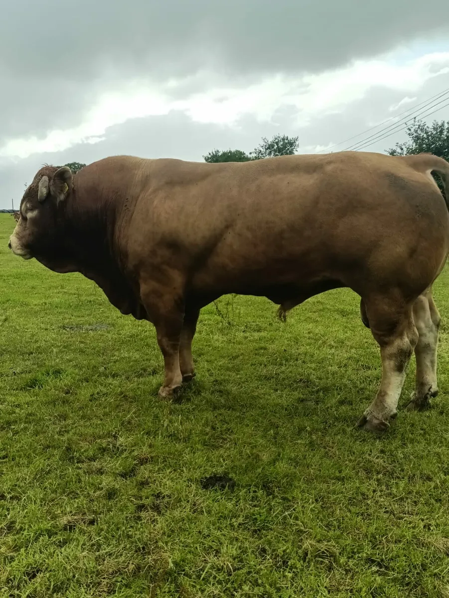 Pedigree Limousin Bull For Sale - Image 2