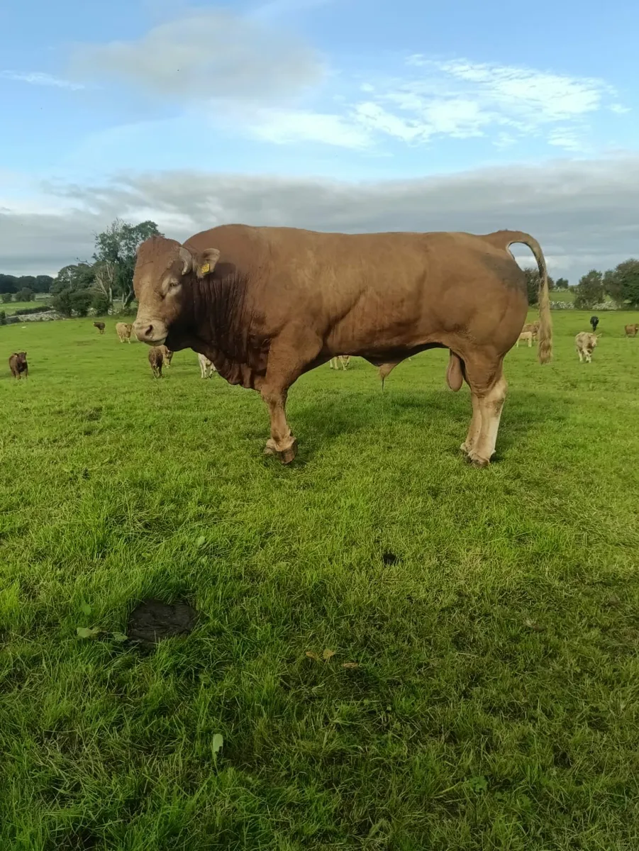 Pedigree Limousin Bull For Sale - Image 3