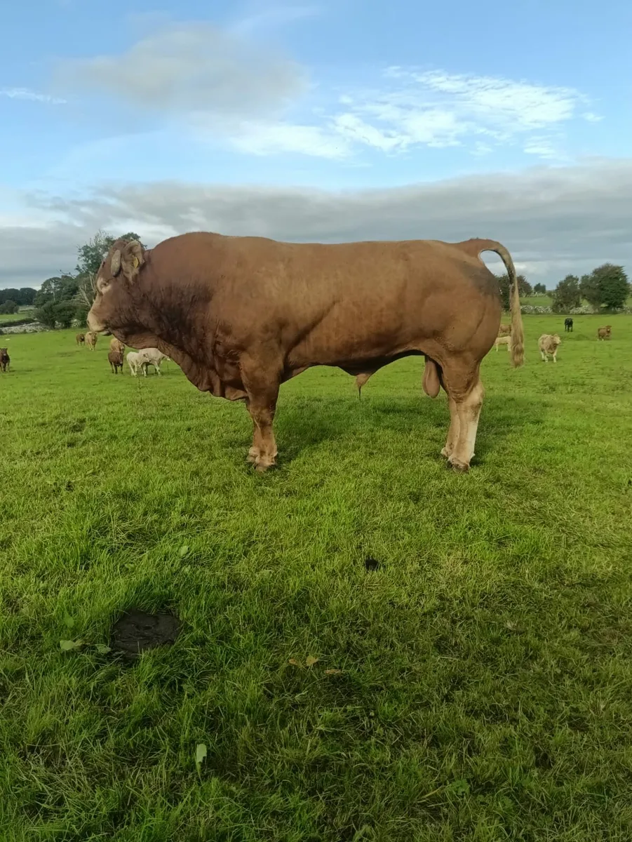 Pedigree Limousin Bull For Sale - Image 4