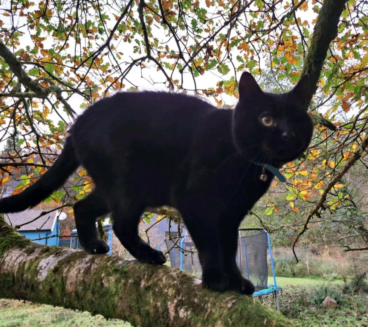One-Eyed Pirate Kitty (free to good home) - Image 1