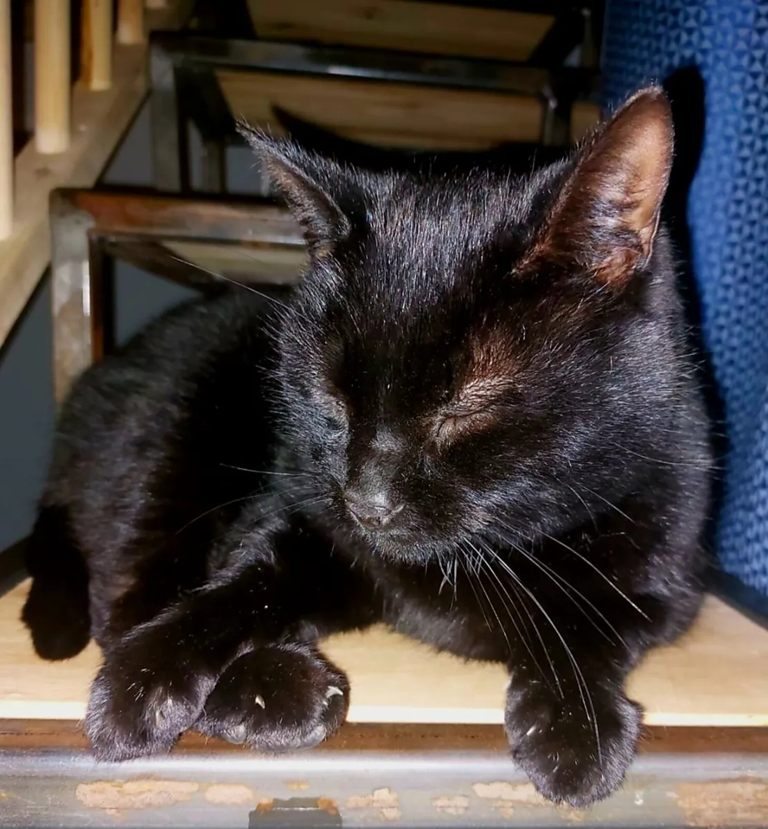 One-Eyed Pirate Kitty (free to good home) - Image 2