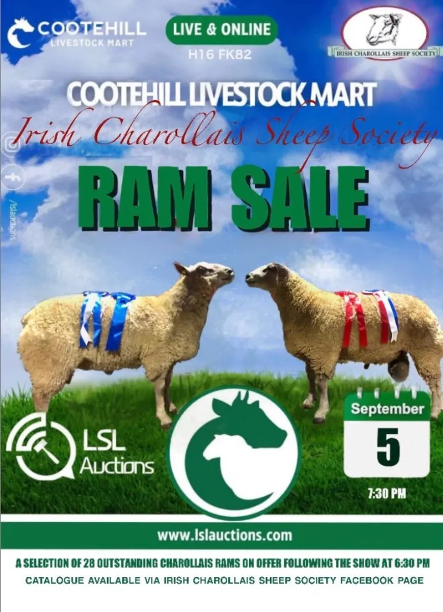 Charollais ram sales in Cootehill and Milltown - Image 1