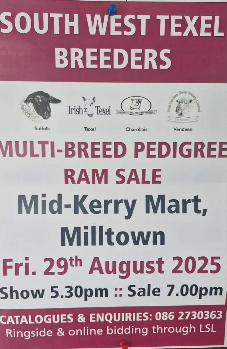 Charollais ram sales in Cootehill and Milltown - Image 2