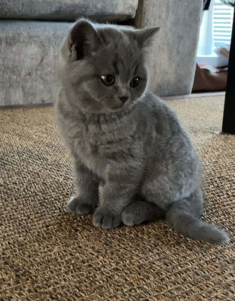 Kittens