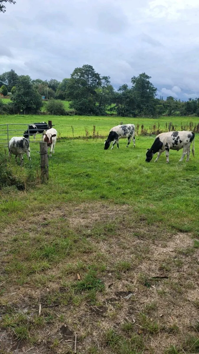 Ch ,Hereford, bb, and shx heifers - Image 1