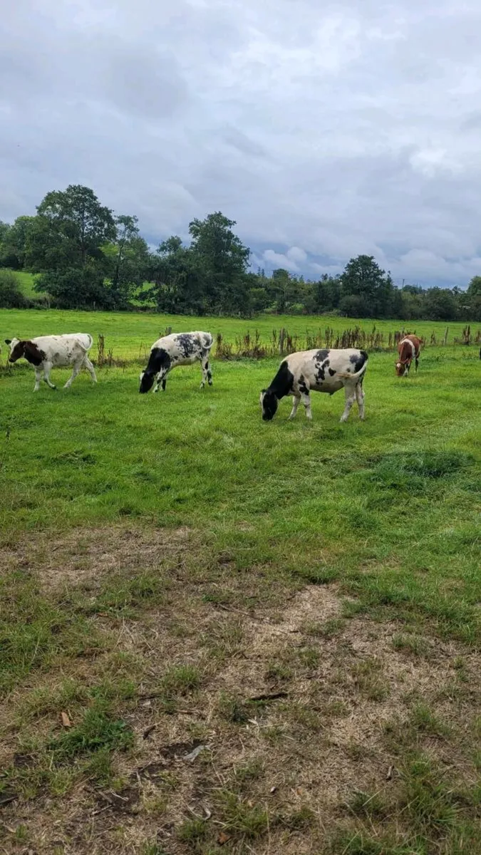 Ch ,Hereford, bb, and shx heifers - Image 2