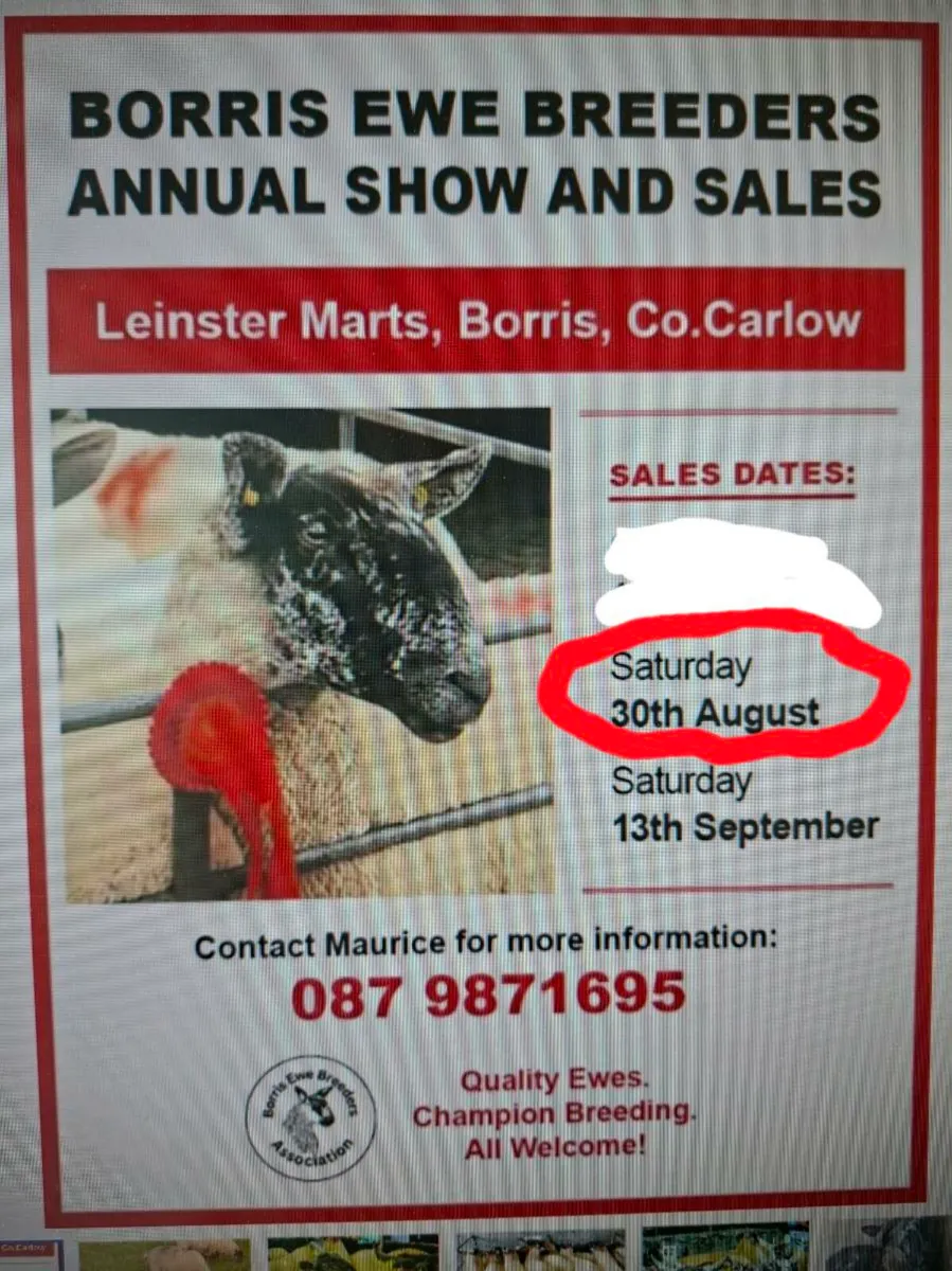 Borris Ewe Breeders 2nd Sale Saturday - Image 1