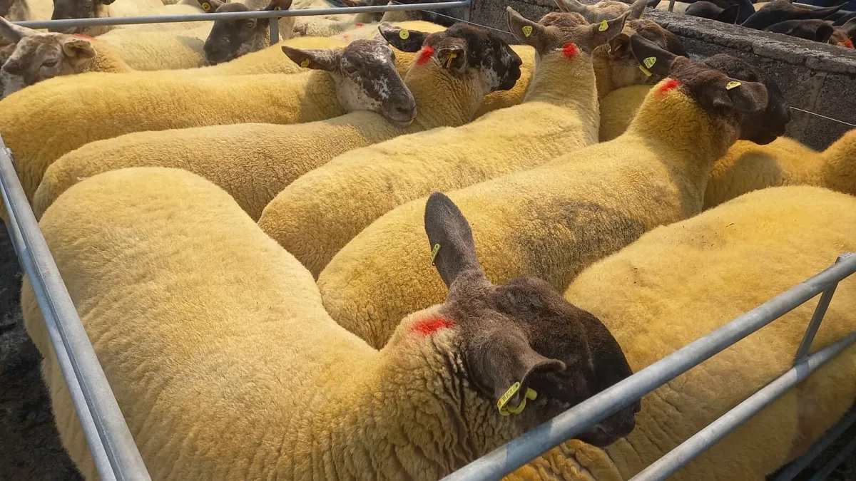 Borris Ewe Breeders 2nd Sale Saturday - Image 3